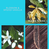 Ecoya - Blossom & Spiced Vanilla Goldie Candle Holiday Collection