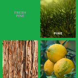 Ecoya - Fresh Pine Goldie Candle Holiday Collection