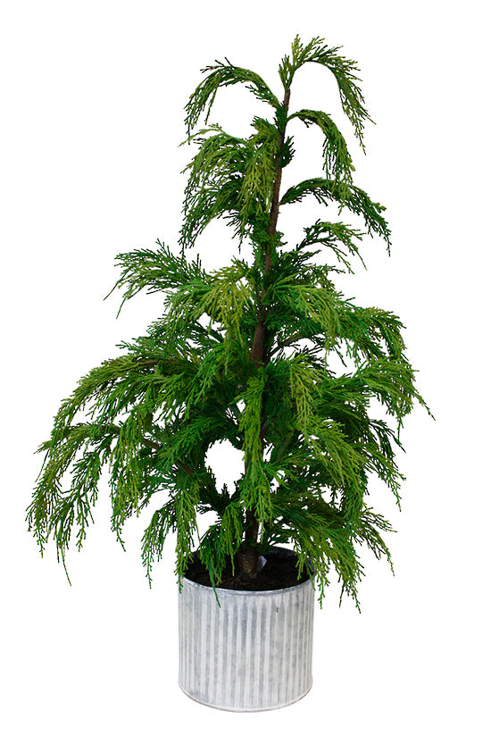 Christmas Tree - Weeping Cedar